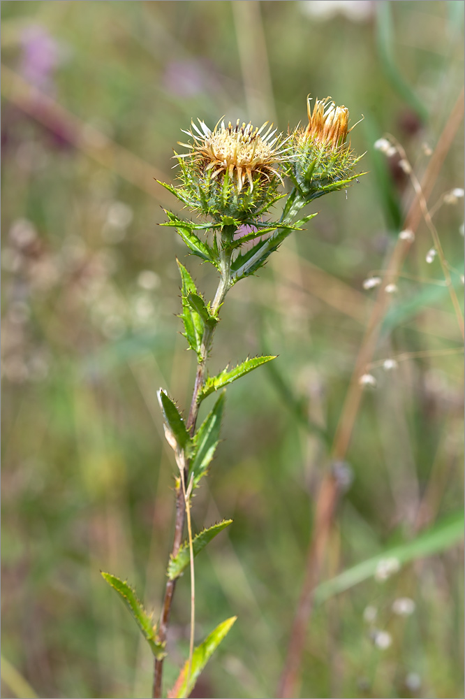 Изображение особи Carlina fennica.