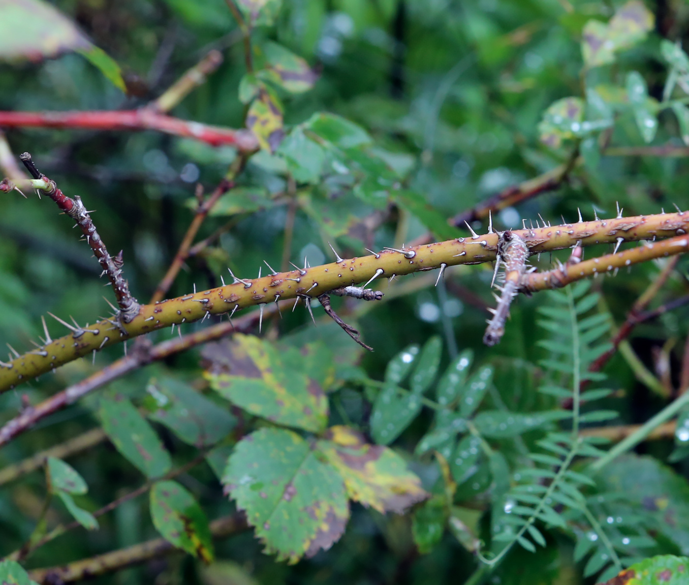 Image of genus Rosa specimen.