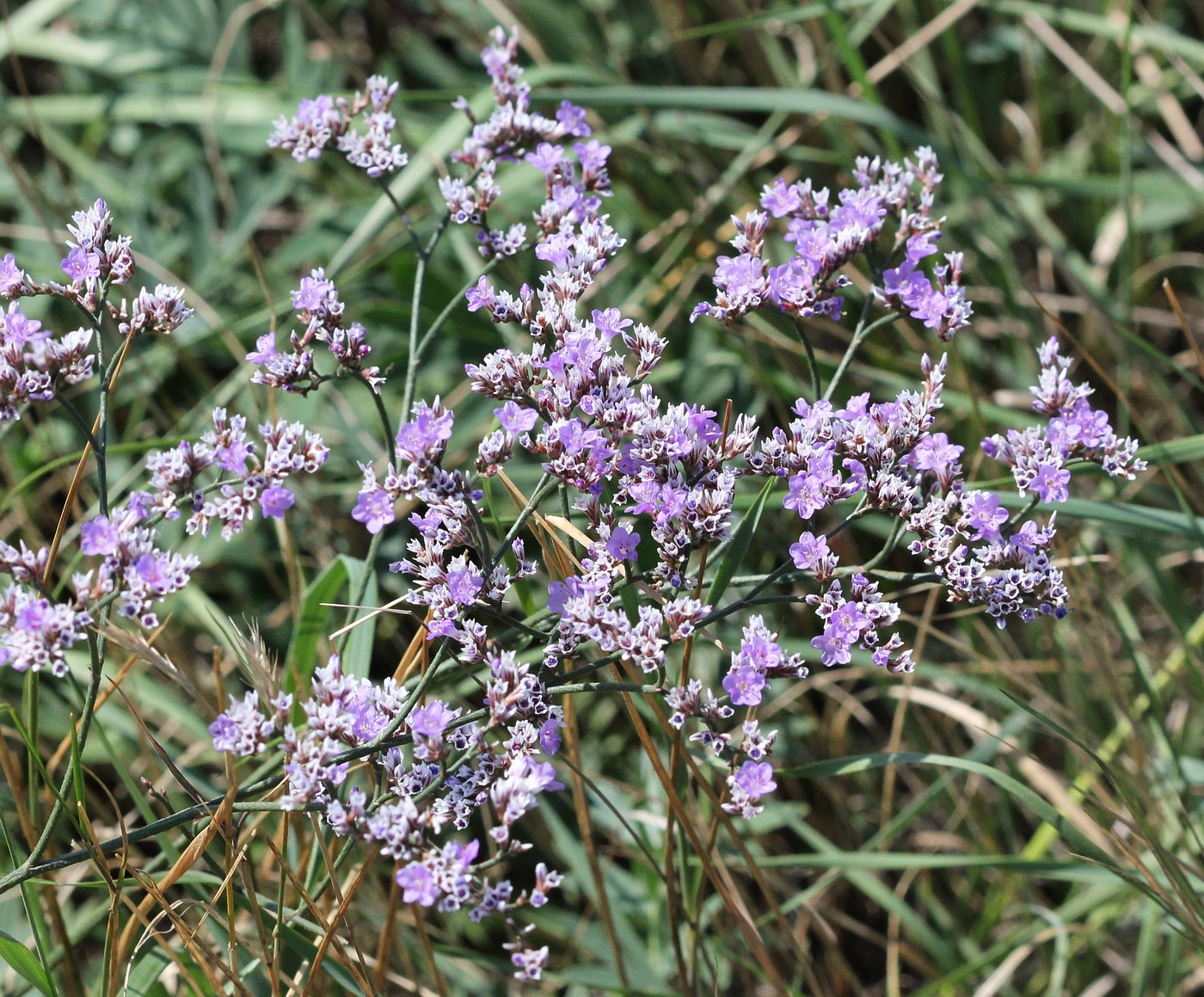 Изображение особи Limonium sareptanum.