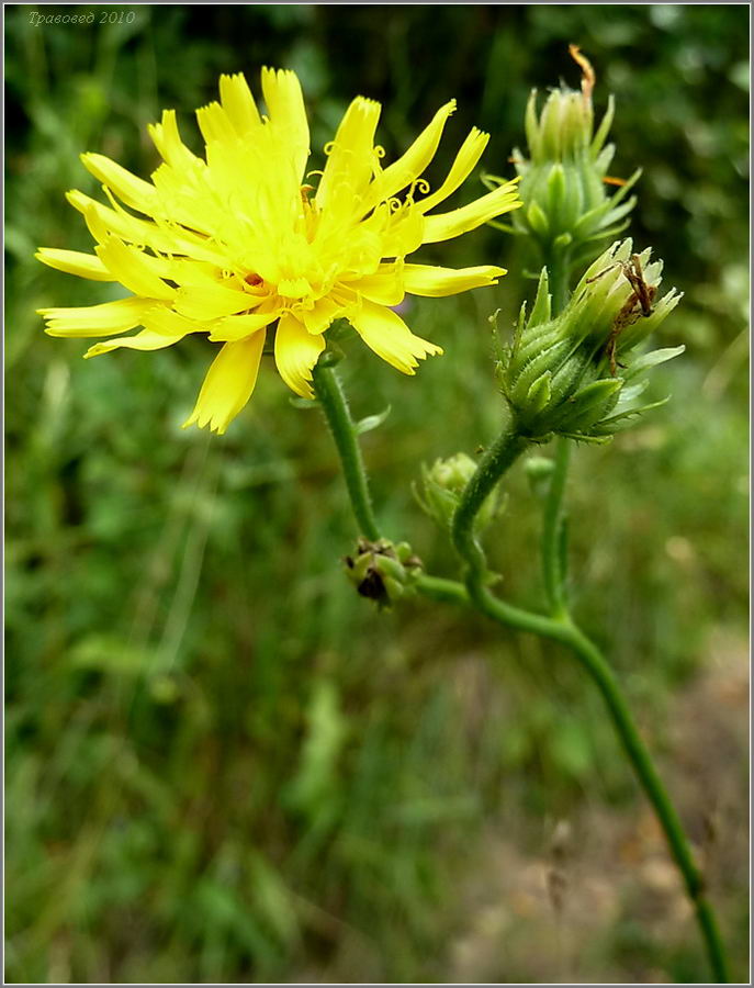 Изображение особи Picris hieracioides.