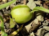 Galanthus alpinus