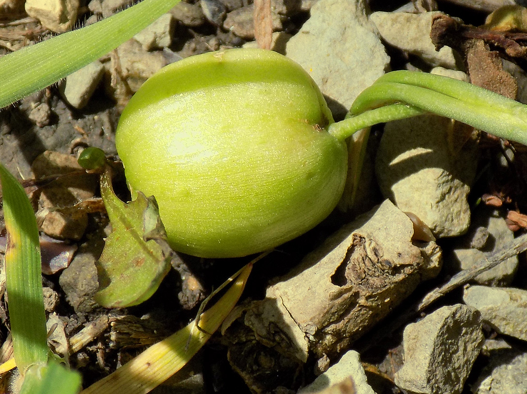 Изображение особи Galanthus alpinus.