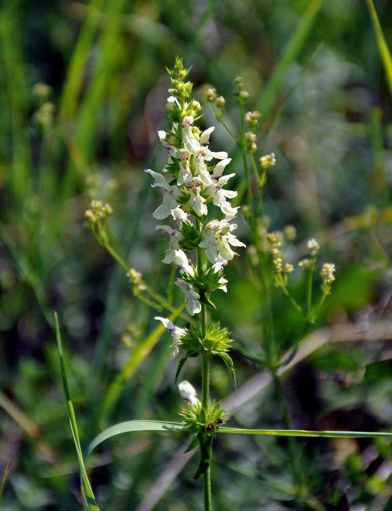 Изображение особи Stachys recta.