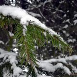 Picea × fennica. Ветвь. Чувашия, г. Шумерля, городской парк. 13 января 2009 г.