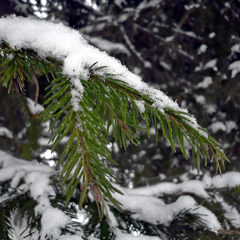 Image of Picea &times; fennica specimen.