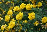 Rosa foetida var. persiana