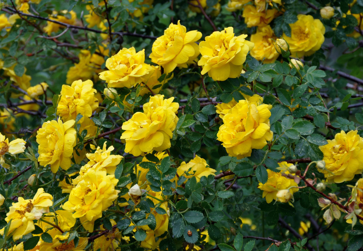 Image of Rosa foetida var. persiana specimen.