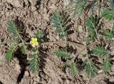 Tribulus terrestris