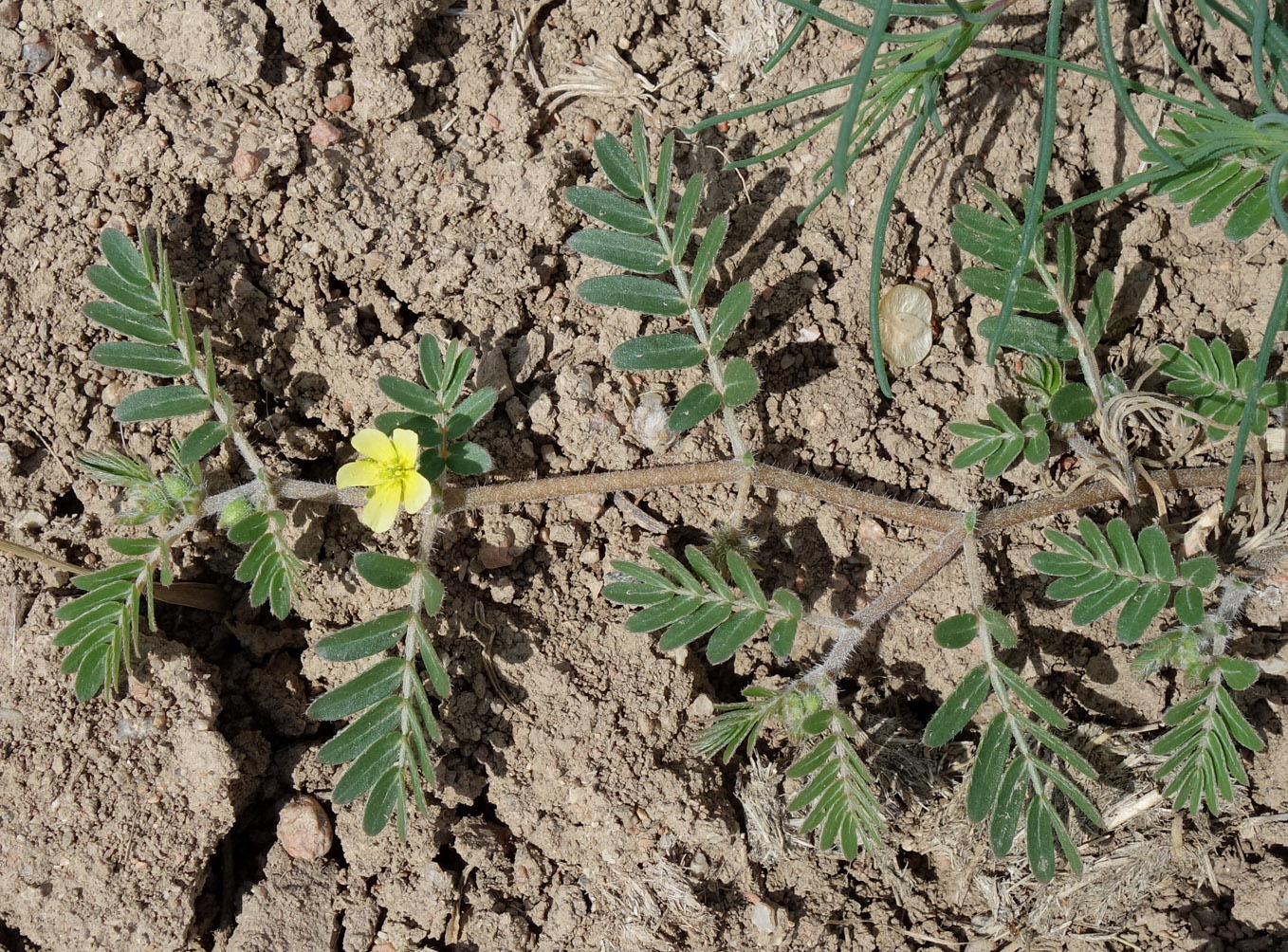 Изображение особи Tribulus terrestris.