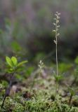 Listera cordata. Отцветшие растения с созревшими плодами. Карелия, Лахденпохский р-н.. окр. пос. Ихала, на заболоченном берегу озера. 20.07.2017.