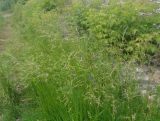 Festuca pratensis