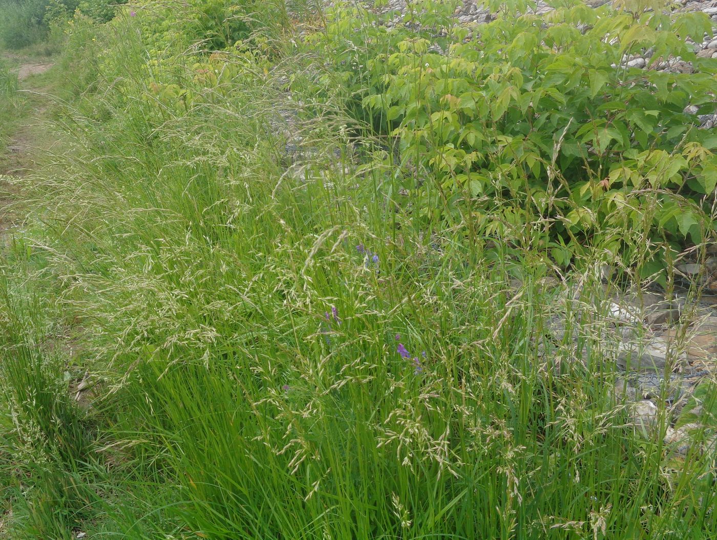 Изображение особи Festuca pratensis.