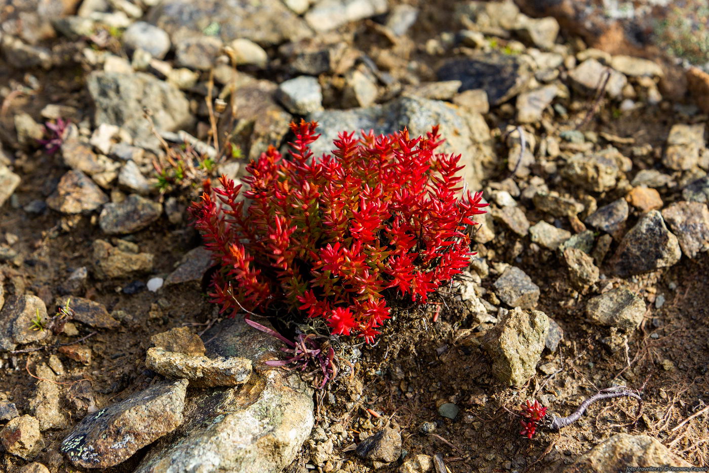 Image of Rhodiola quadrifida specimen.