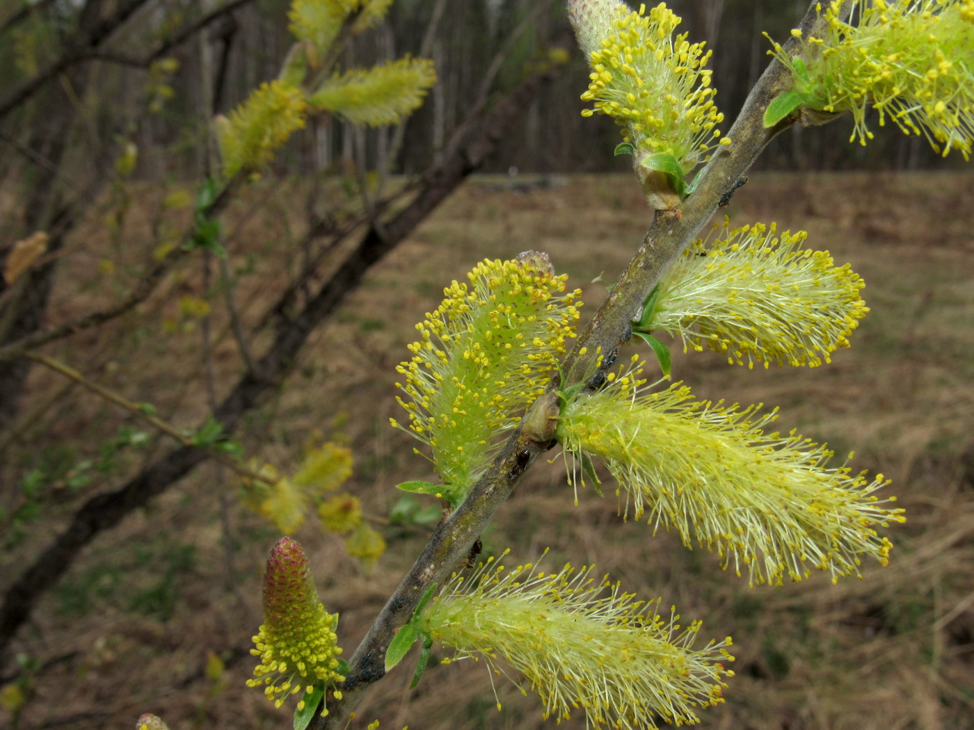 Image of Salix gmelinii specimen.