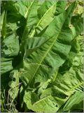 Rumex hydrolapathum