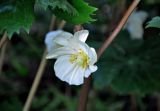 Podophyllum peltatum