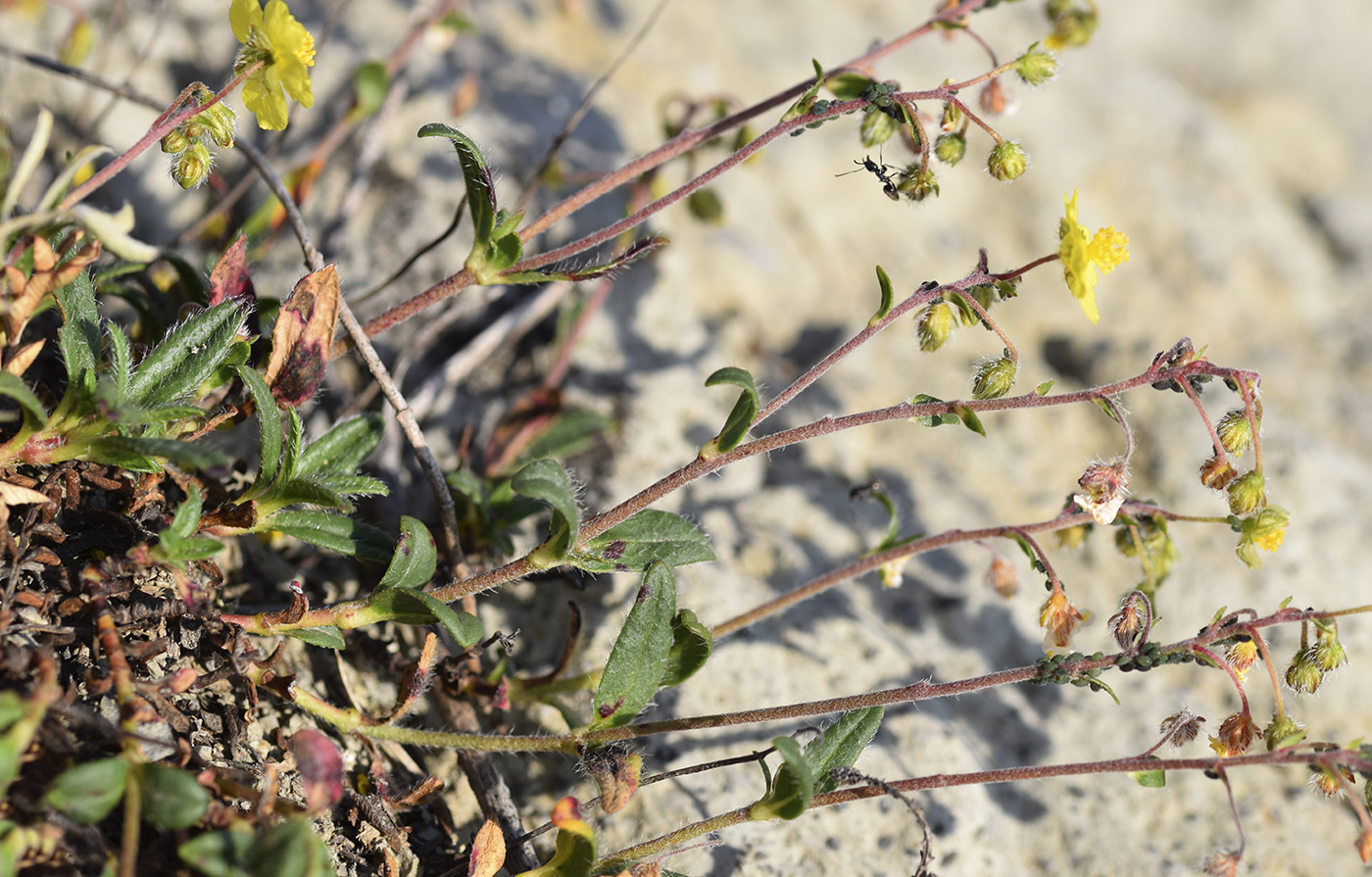 Image of Helianthemum italicum specimen.