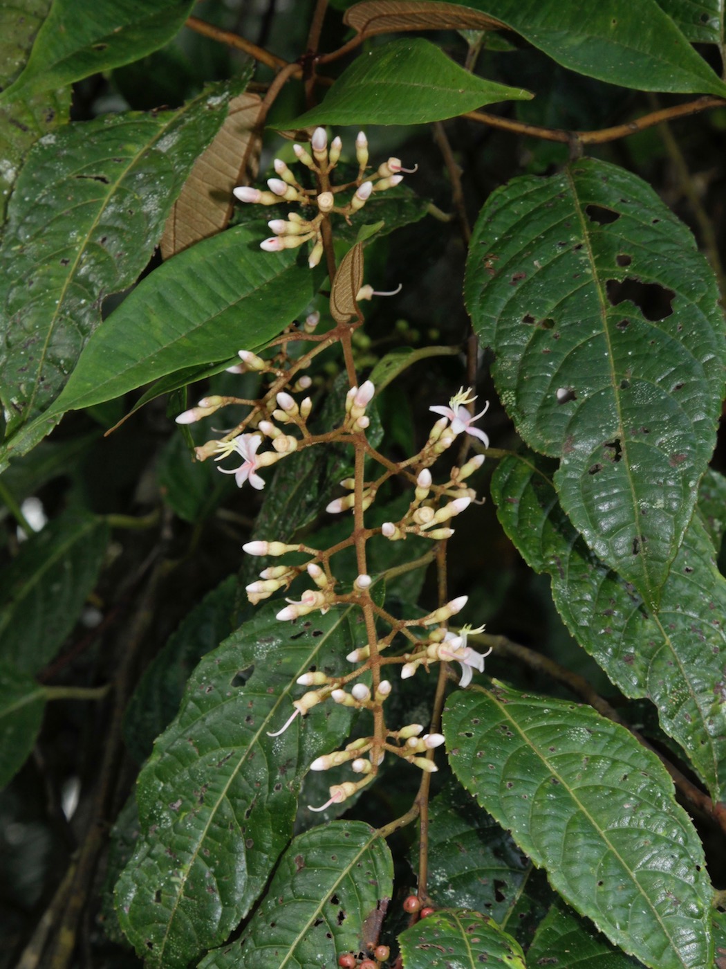 Image of Diplectria divaricata specimen.