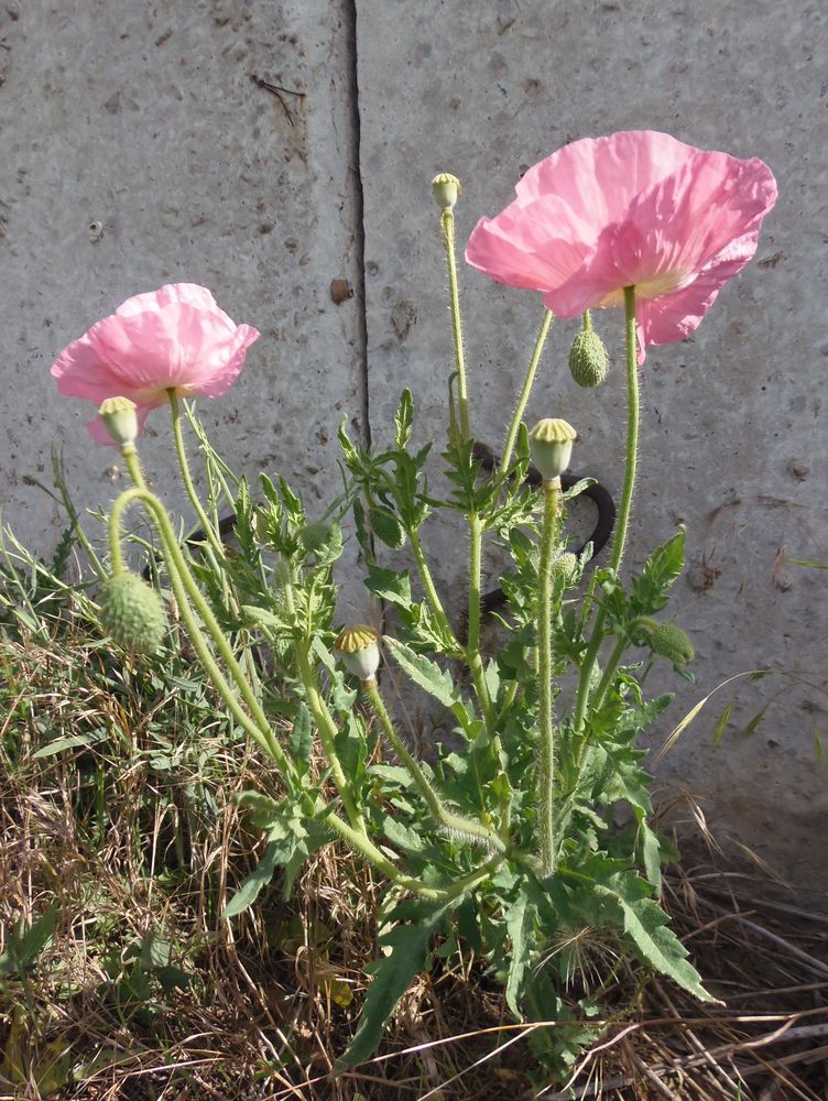 Изображение особи Papaver rhoeas.