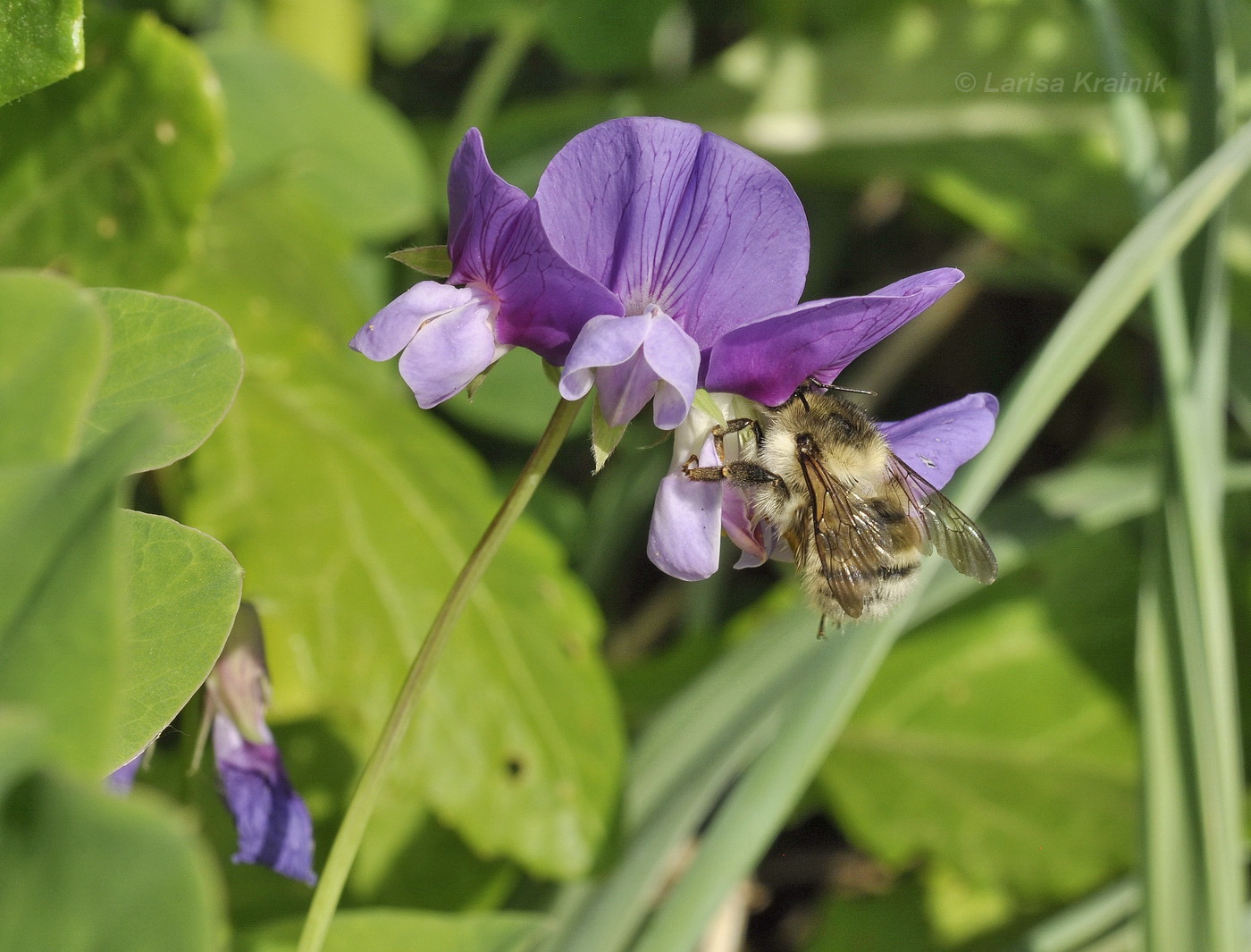 Изображение особи Lathyrus japonicus.