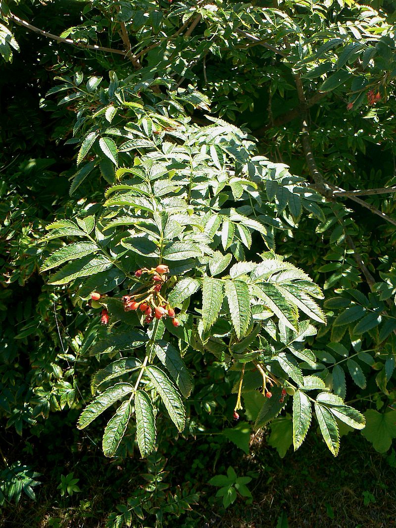 Image of Sorbus sambucifolia specimen.