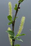 Salix triandra. Часть веточки с мужскими соцветиями. Ленинградская обл., пос. Толмачёво, берег р. Луга. 08.06.2010.