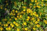 Lysimachia nummularia