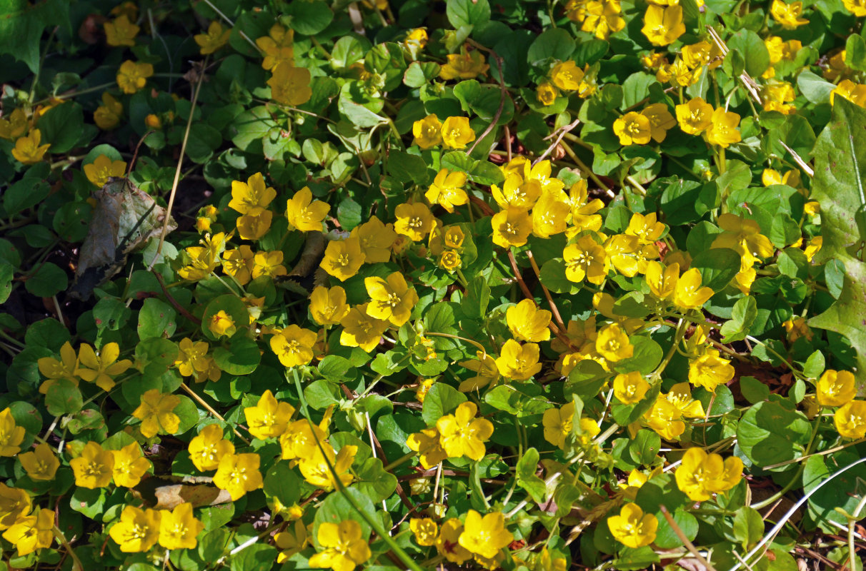 Изображение особи Lysimachia nummularia.