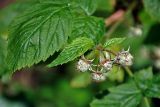 Rubus idaeus