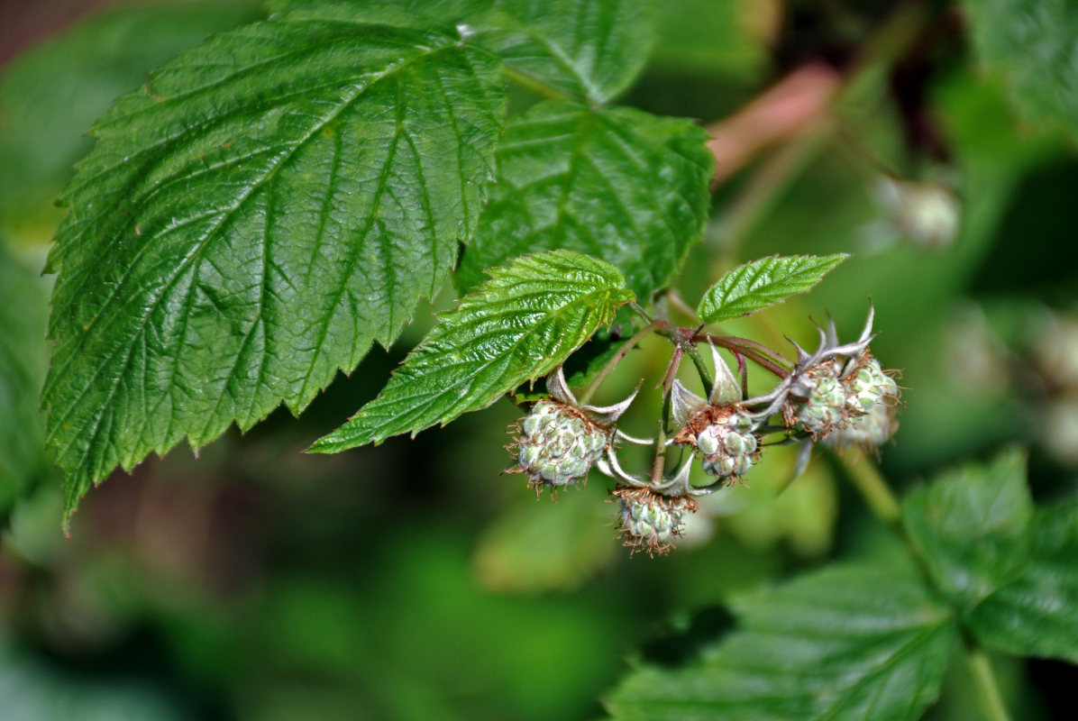 Изображение особи Rubus idaeus.