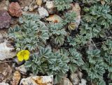 Potentilla acaulis