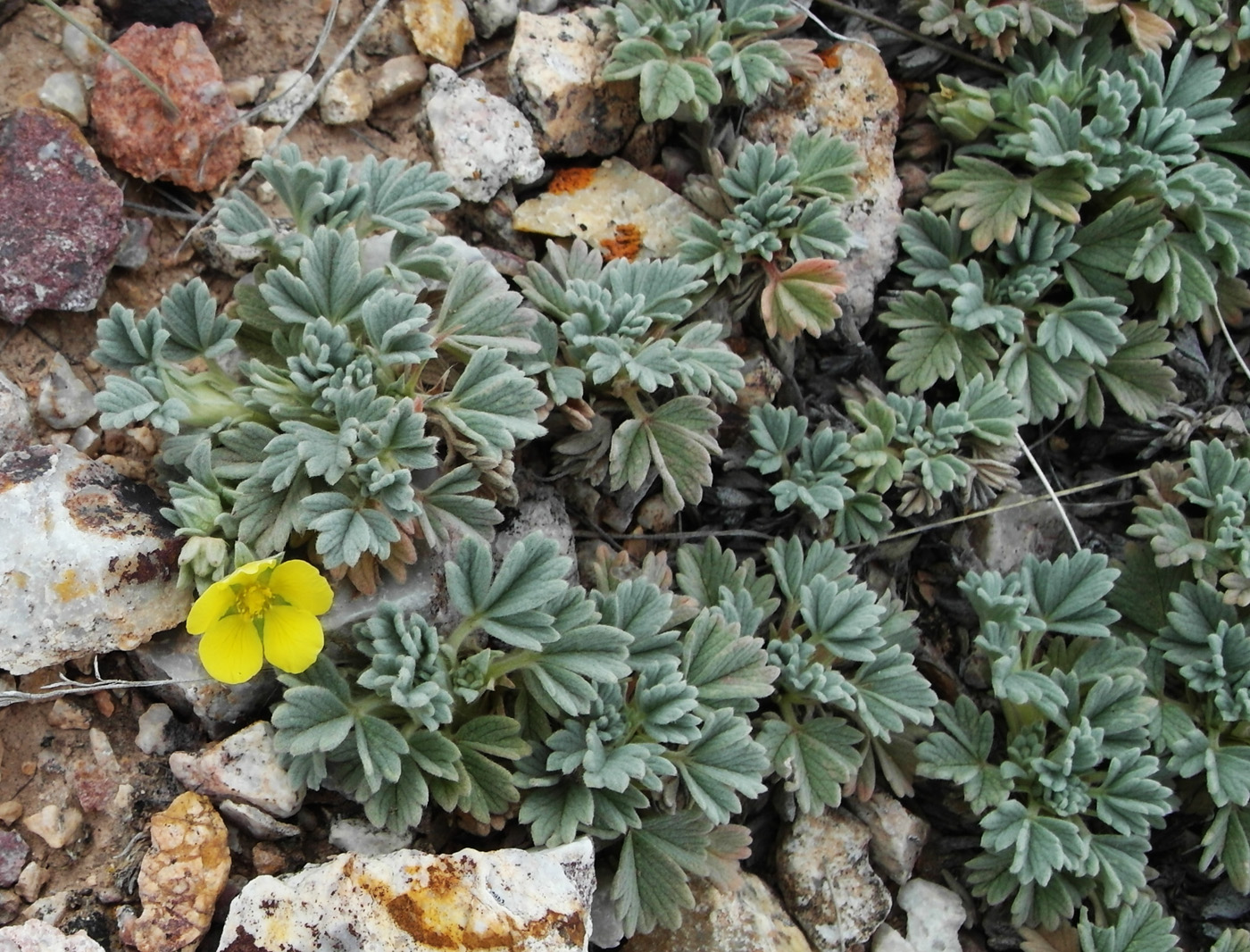 Image of Potentilla acaulis specimen.