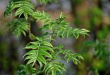 Sorbus aucuparia