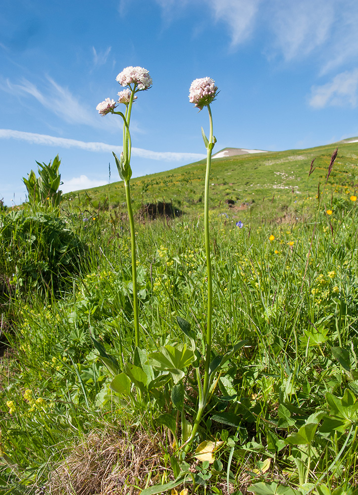 Изображение особи Valeriana alpestris.