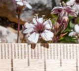 Silene dianthoides. Цветки. Адыгея, Кавказский биосферный заповедник, северо-восточный склон горы Оштен, ≈ 2400 м н.у.м., альпийский луг. 18.07.2015.