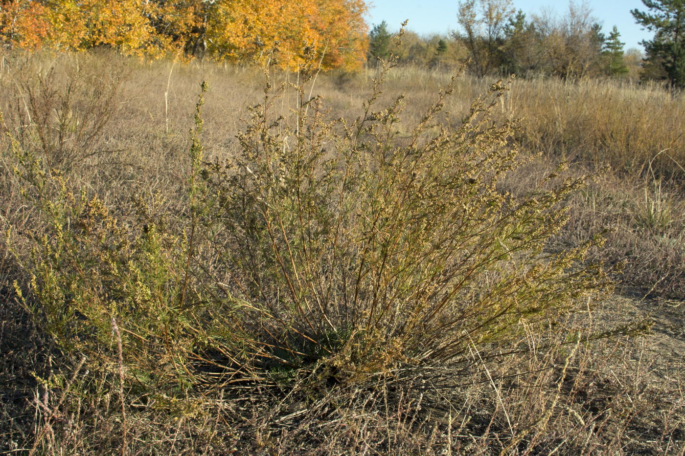 Изображение особи Artemisia campestris.