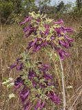 Jacaranda caroba