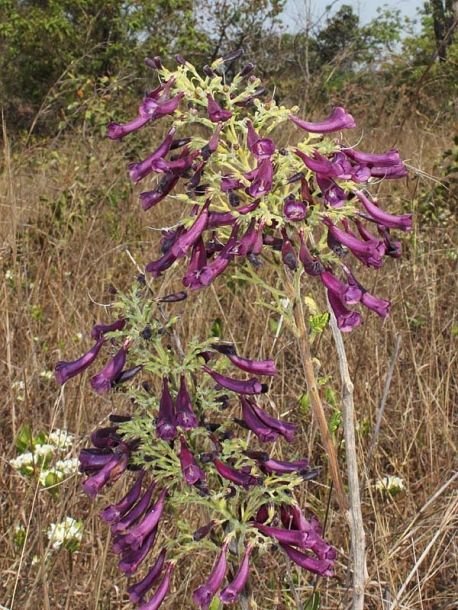 Image of Jacaranda caroba specimen.