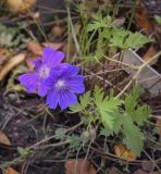genus Geranium