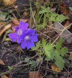 род Geranium