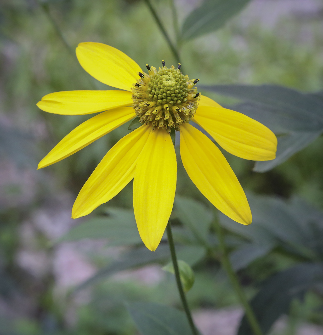 Image of Rudbeckia laciniata specimen.