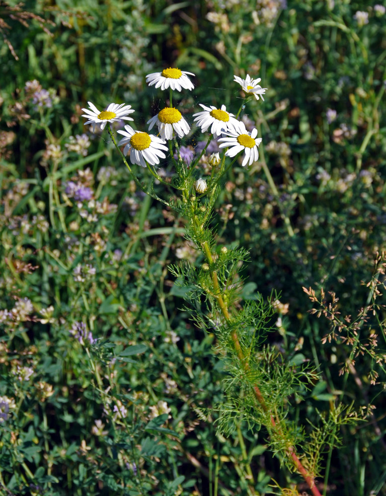 Image of Tripleurospermum inodorum specimen.