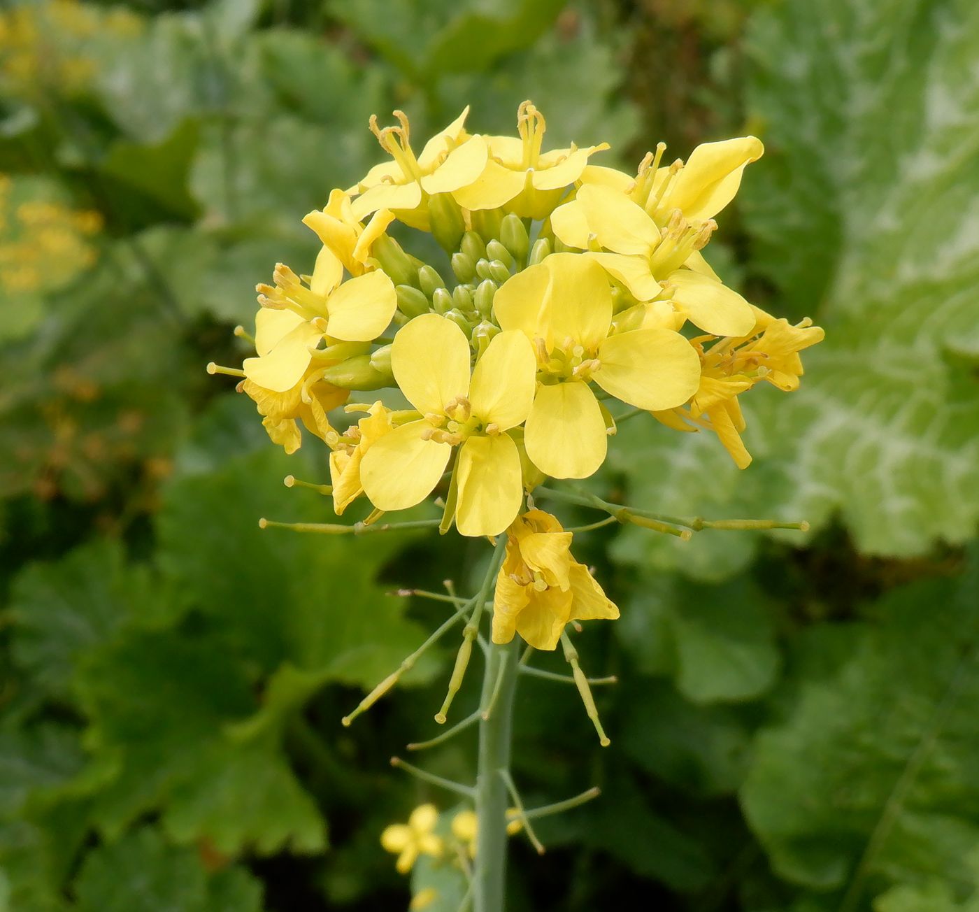 Изображение особи Brassica rapa.