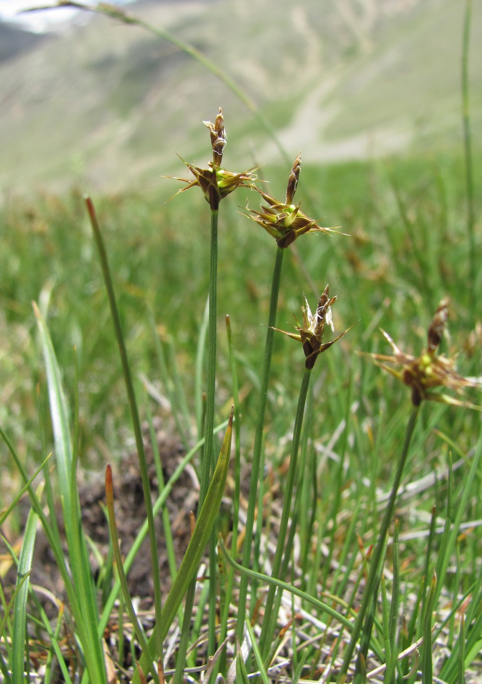 Image of Carex microglochin specimen.