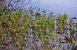 Calla palustris