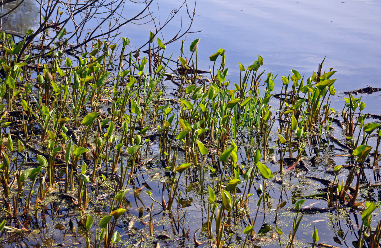 Image of Calla palustris specimen.