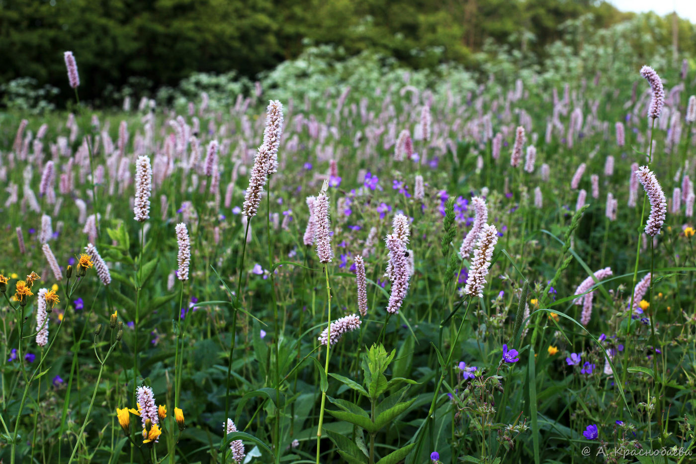 Изображение особи Bistorta officinalis.