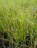 Carex dahurica