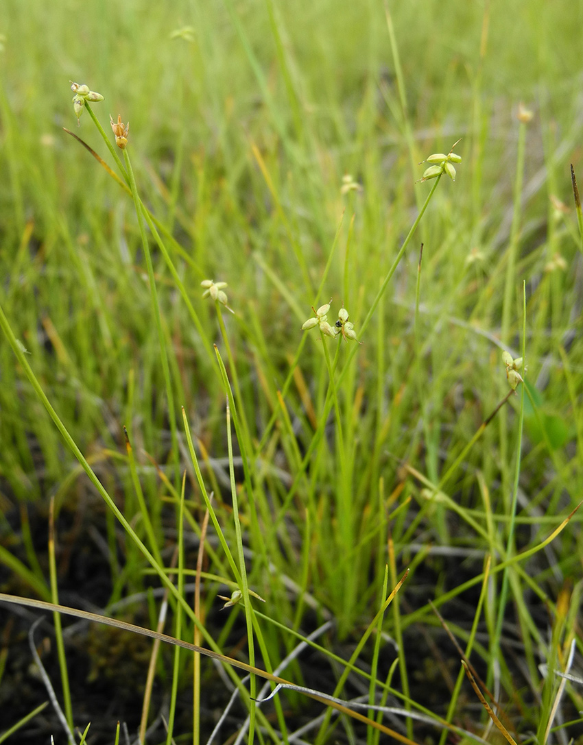Изображение особи Carex dahurica.