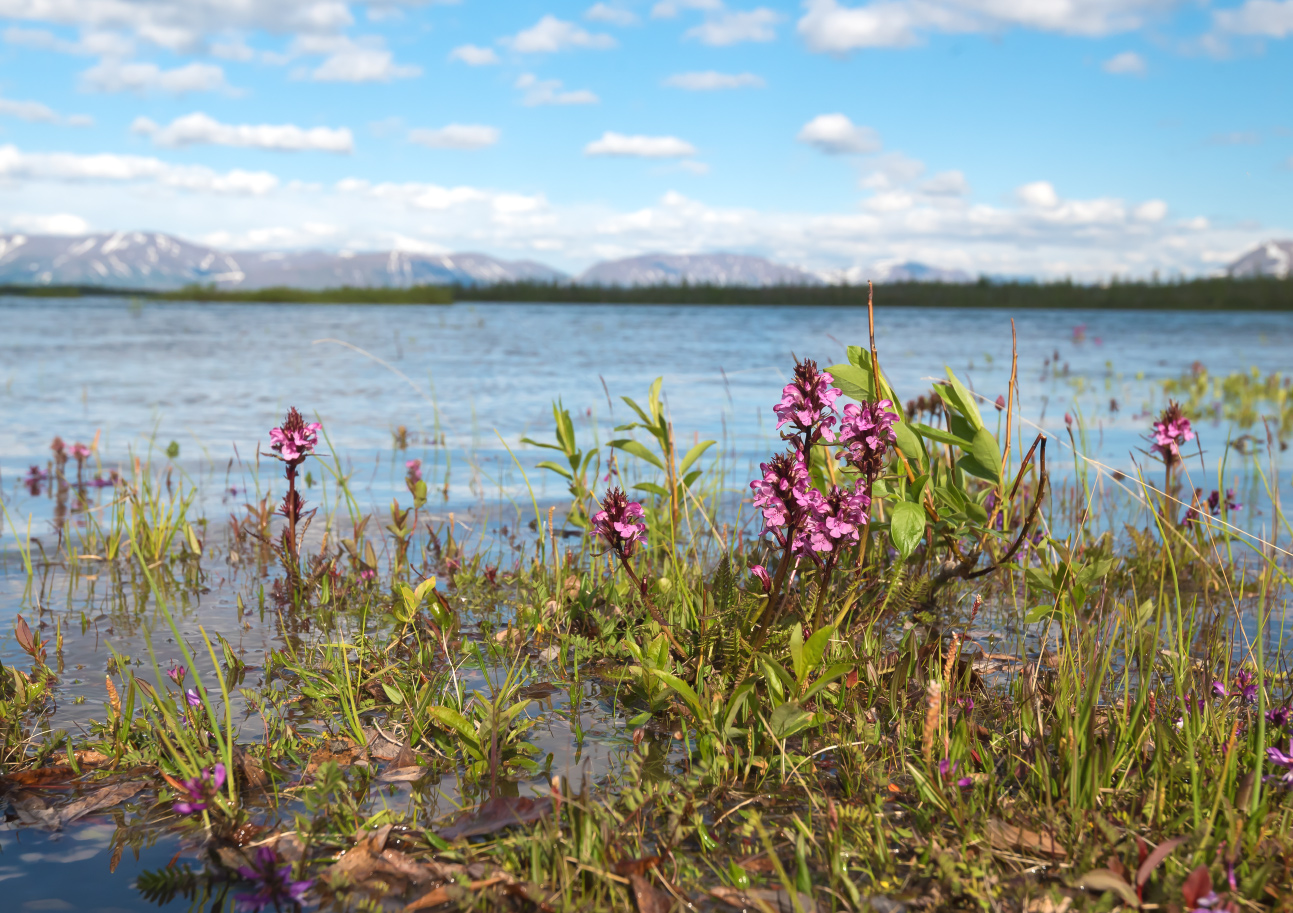 Image of Pedicularis pennellii specimen.